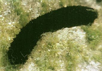 photo de l'holothurie noire, Holothuria forskali